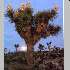 View Pics from Joshua Tree. . .