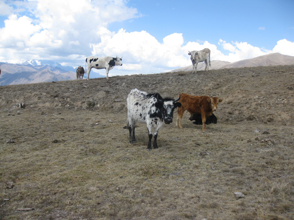 Peru-08.2.Andes-Trek.085