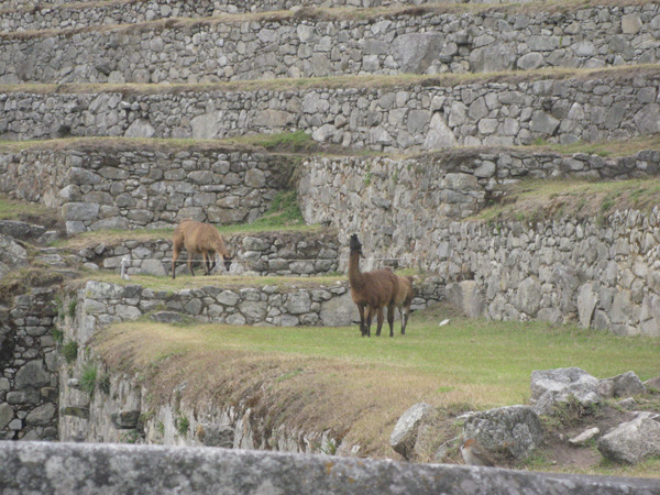 Peru-08.4.Machu-Picchu.017