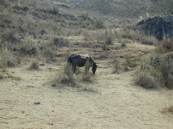 Blair.Peru-08-3.Trek.009