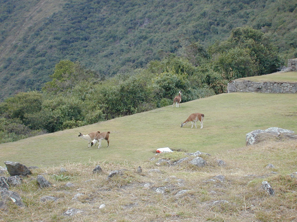 Blair.Peru-08-4.Machu-Picchu.021