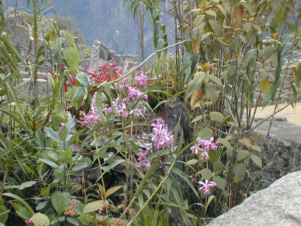 Blair.Peru-08-4.Machu-Picchu.039